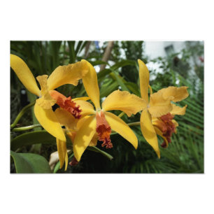 19"x13" Goldene Orchideen Fotodruck