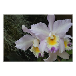 19"x13" Lavendel-Orchidee Fotodruck