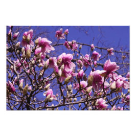 19"x13" Rosa Magnolia Fotodruck