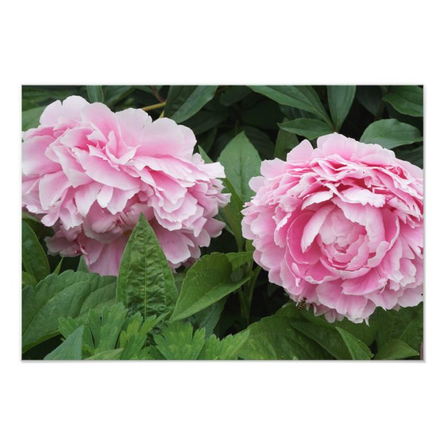 19 "x13" Rosa Peonies Fotodruck (Vorne)