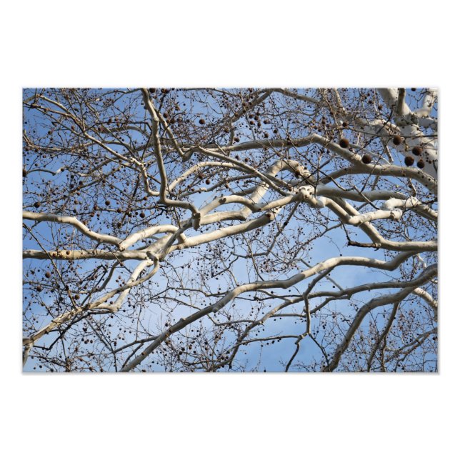 19"x13" Sycamore Branches Fotodruck (Vorne)