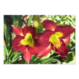 19"x13" Taglilien Fotodruck