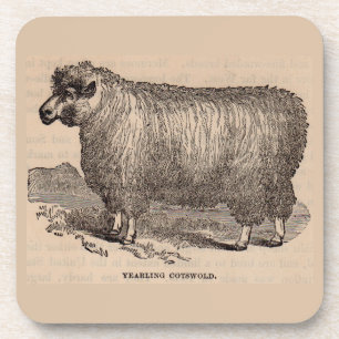 19th century print yearling Cotswold sheep Untersetzer