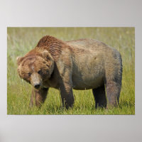 19x13 Plakatpapier (Matte) aus Grizzlybär