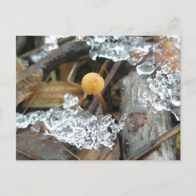 1/4" Pilz Dezember Postkarte (Vorderseite)