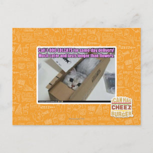 1-800-LOLCATS anrufen Postkarte
