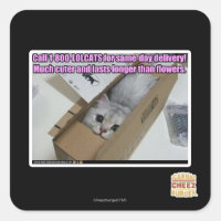 1-800-LOLCATS anrufen