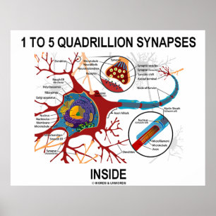 1 bis 5 Quadrillions-Synapsen innerhalb der Poster