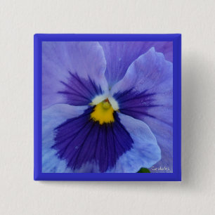 1 blauer SchönheitPansy Button