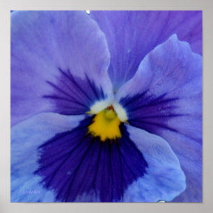 1 blauer SchönheitPansy Poster