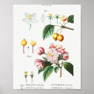 1 Blühender Krabapfel (Malus hybrida) 2 Chinesisch Poster
