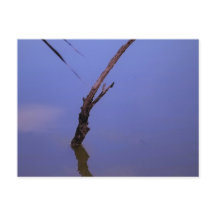 #1-Etang von Scamander in Camargue.