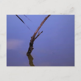 #1-Etang von Scamander in Camargue. Postkarte