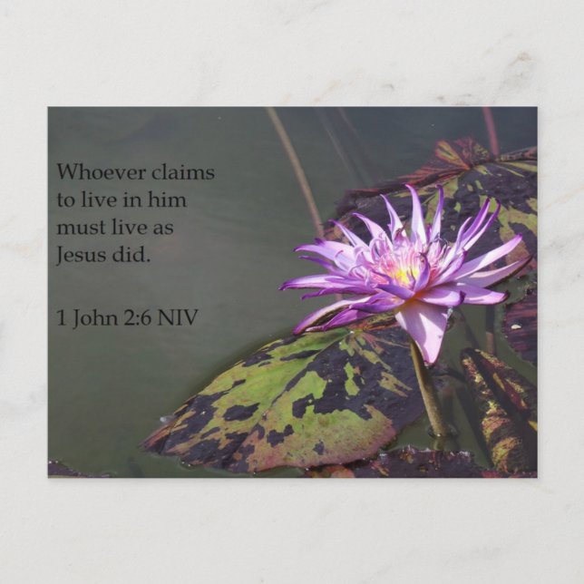 1 John 2:6 Lila Pond Lily Scripting Post Card Postkarte (Vorderseite)