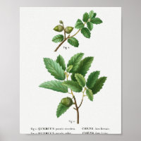 1 Kermes Eiche Quercus pseudo-coccifera 2 Korkeich