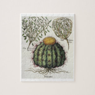 1.Melocactus; 2.Rosa Hiericontea aperta; 3.Rosa