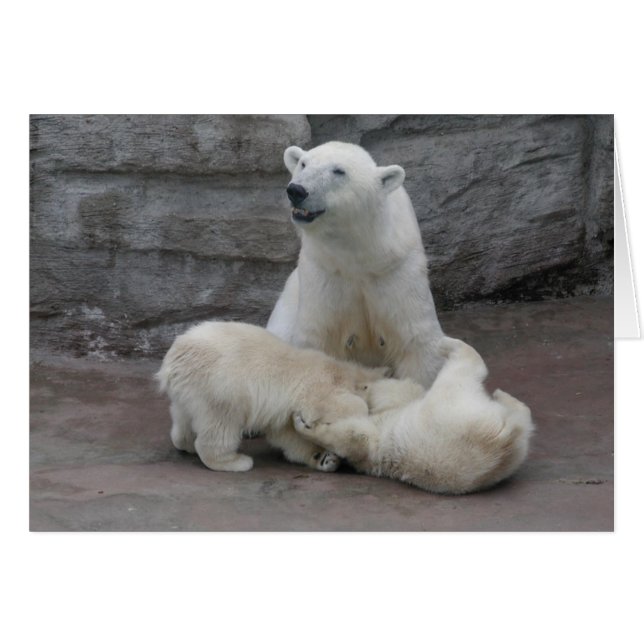 1) Polar bear cubs (Vorderseite (Horizontal))