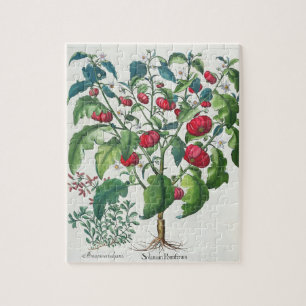 1.Solanum Pomiferum; 2.Amaracus gemein, von