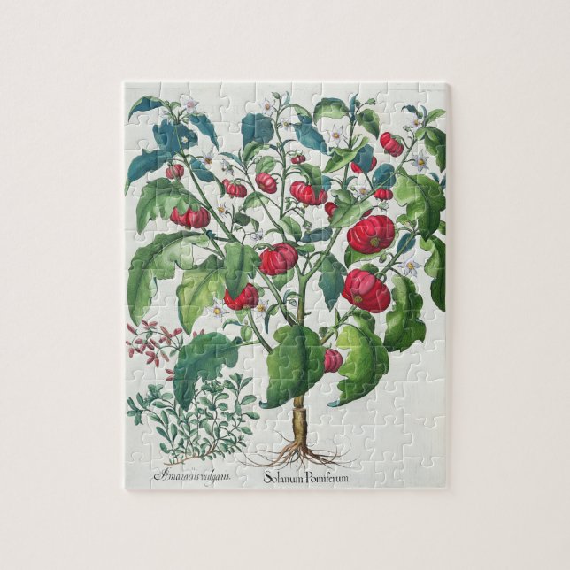 1.Solanum Pomiferum; 2.Amaracus gemein, von (Vertikal)