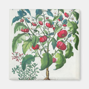 1.Solanum Pomiferum; 2.Amaracus gemein, von Magnet