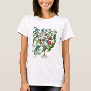 1.Solanum Pomiferum; 2.Amaracus gemein, von T-Shirt
