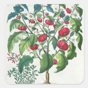 1.Solanum Pomiferum; 2.Amaracus vulgaris aus dem Quadratischer Aufkleber