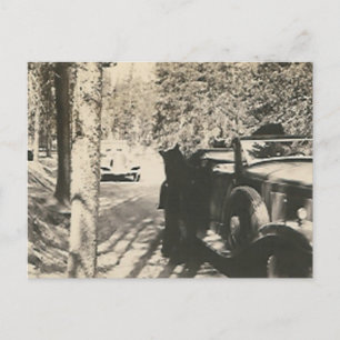 1 von 2 Bären am Auto Postkarte