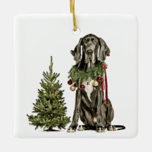 1. Weihnachten im Furever Zuhause, Dogge, roter Te