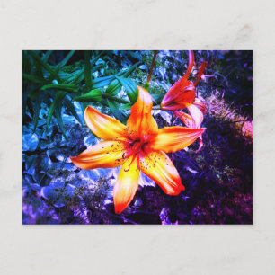 1DAYLILLY RAINBOW POSTCARD POSTKARTE