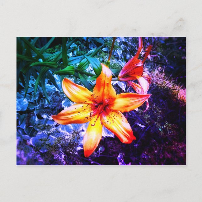 1DAYLILLY RAINBOW POSTCARD POSTKARTE (Vorderseite)