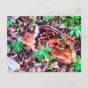 1FAWN POSTCARD POSTKARTE