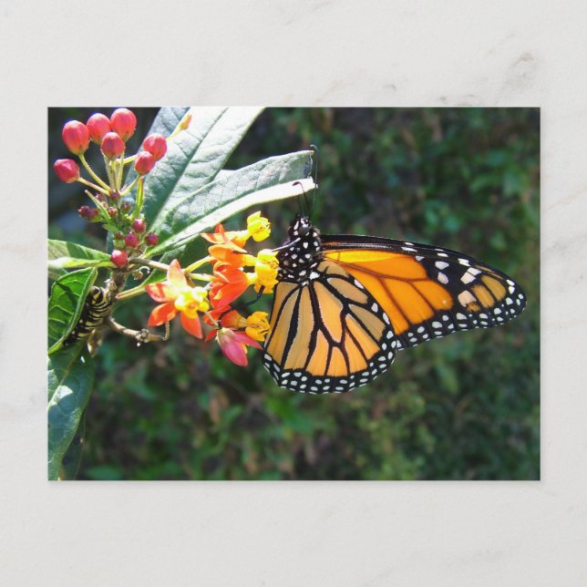 2008_0109_114022 POSTKARTE (Vorderseite)