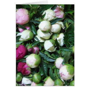 2008 Foto von Peony and Garden 135