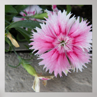 2009-1008 Druck/Poster Poster