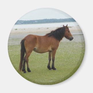 2009-7-20 Shackleford Banks 00028 Magnet