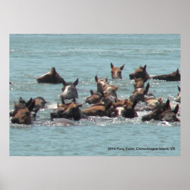 2010 Pony Swim, Chincoteague Island, VA Poster (Vorne)