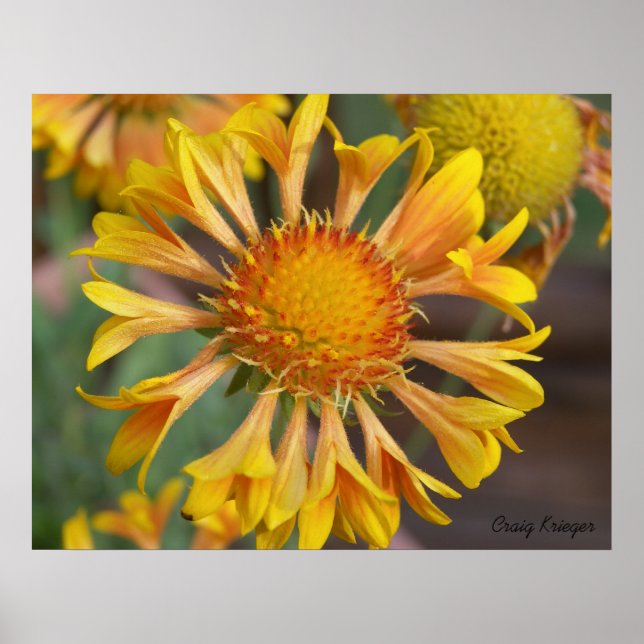 2010f_may, Craig Krieger Poster (Vorne)