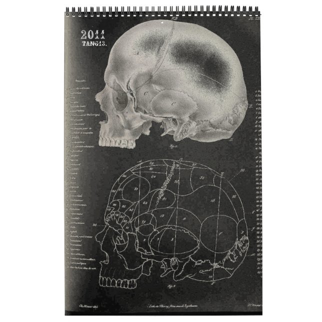 2011 SKULL/SKELETON/ANATOMY - Tang13. Kalender (Titelbild)