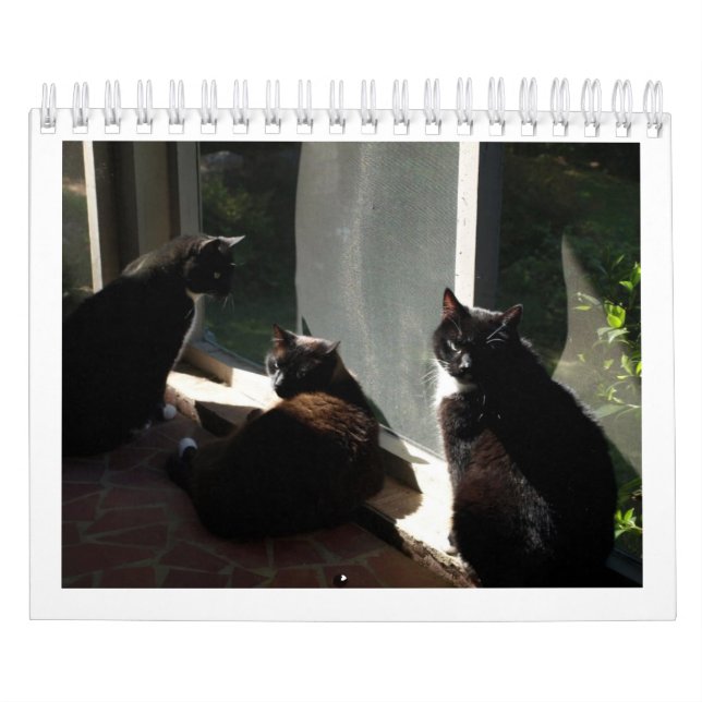 2013 calendrier - cinq amende Felines (Protection)