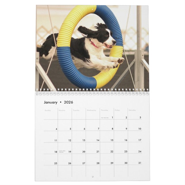 2013 englischer Springer-Spaniels Kalender (Jan 2026)