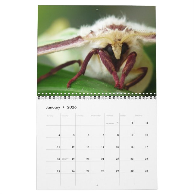 2013 WANZEN-"SPEZIELLER" KALENDER DURCH MAYES (Jan 2026)