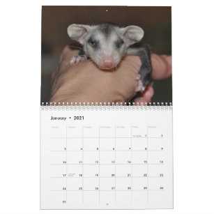 2014 Kalender - Opossum-Babys