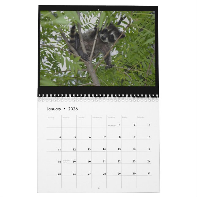 2014 Tier-Kalender - Baby-Waschbären Kalender (Jan 2026)