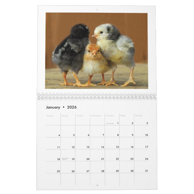 2015 Huhn-Wandkalender Kalender (Jan 2026)
