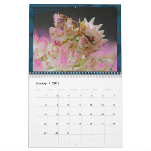 2017 mittlerer/großer MANTIDFORUM Kalender