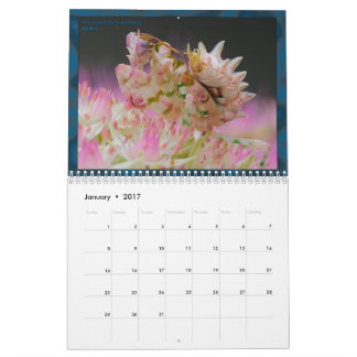 2017 mittlerer/großer MANTIDFORUM Kalender