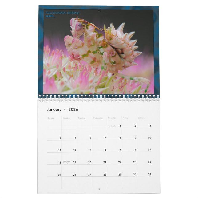 2017 mittlerer/großer MANTIDFORUM Kalender (Jan 2026)