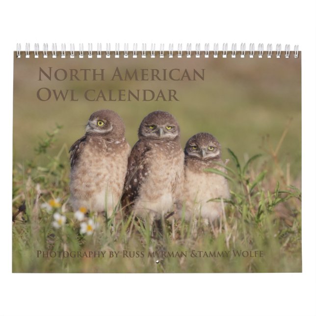 2017 Nordamerikaner-Eulen-Wandkalender Kalender (Titelbild)