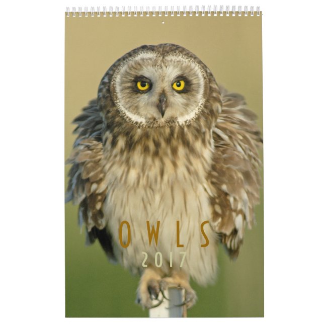 2017 Wandkalender für Eulen-Liebhaber (Titelbild)
