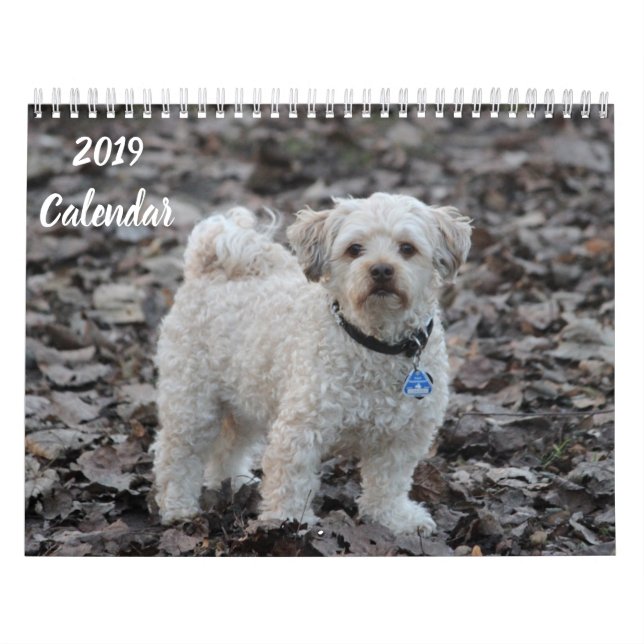 2019 Kalender Niedliche Poodle Dog Images (Titelbild)